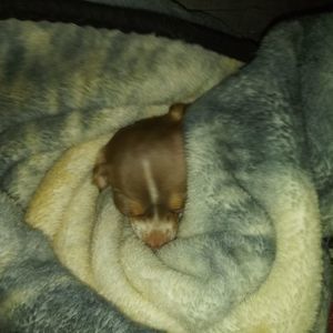 Meet your Posher, Shelley